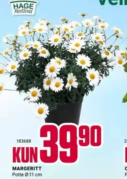Europris MARGERITT tilbud