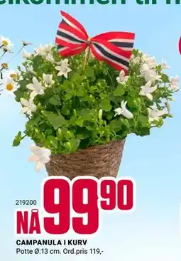 Europris CAMPANULA I KURV tilbud