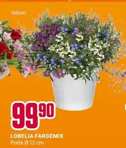 Europris LOBELIA FARGEMIX tilbud