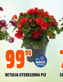 Obs Bygg BETULIA UTEBEGONIA P12 tilbud