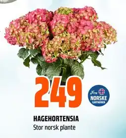 Obs Bygg HAGEHORTENSIA tilbud