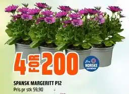 Obs Bygg SPANSK MARGERITT P12 tilbud