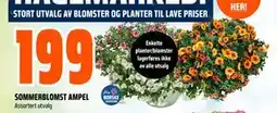 Obs Bygg SOMMERBLOMST AMPEL tilbud