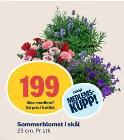 Coop Mega Sommerblomst i skål, Medlemspris tilbud