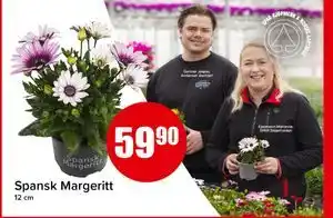 Spar Spansk Margeritt tilbud