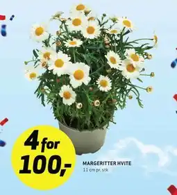 Bunnpris MARGERITTER HVITE tilbud