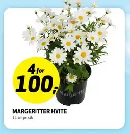 Bunnpris MARGERITTER HVITE tilbud
