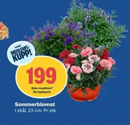 Coop Obs Sommerblomst tilbud