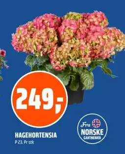 Coop Obs Hagehortensia tilbud