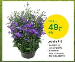 Felleskjøpet Lobelia P12 tilbud