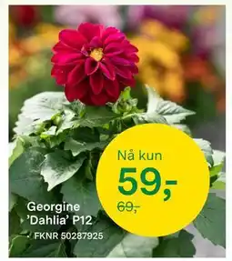 Felleskjøpet Georgine ’Dahlia’ P12 tilbud