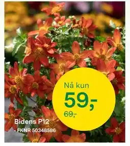 Felleskjøpet Bidens P12 tilbud