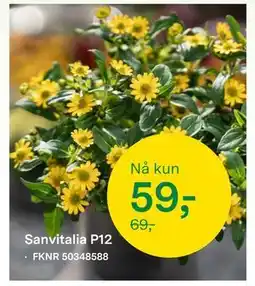 Felleskjøpet Sanvitalia P12 tilbud