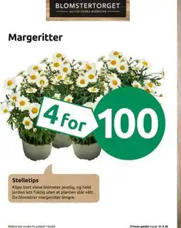 Joker Margeritter tilbud