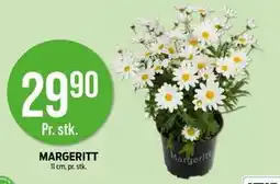 Kiwi MARGERITT tilbud
