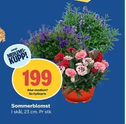 Coop Obs Sommerblomst, Medlemspris tilbud