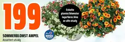 Coop Obs Sommerblomst ampel tilbud