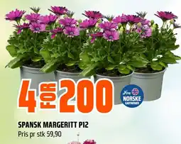 Coop Obs Spansk margeritt P12 tilbud