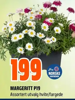 Coop Obs Margeritt P19 tilbud