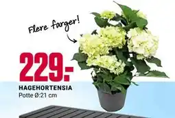 Europris HAGEHORTENSIA tilbud