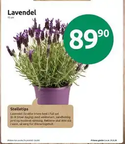 Joker Lavendel tilbud