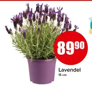 Spar Lavendel tilbud