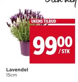 Meny Lavendel tilbud