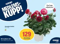 Coop Extra Georgine dahlia tilbud