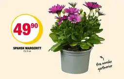 Coop Extra Spansk margeritt tilbud