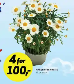 Bunnpris Margeritter hvite tilbud