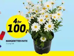 Bunnpris Margeritter hvite tilbud