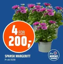 Coop Obs Spansk margeritt tilbud