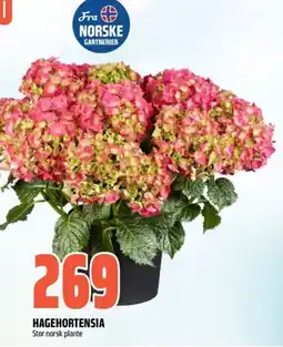 Obs Bygg Hagehortensia tilbud
