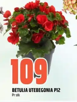 Obs Bygg Betulia utebegonia P12 tilbud