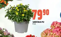 Obs Bygg Sanvitalia P12 tilbud
