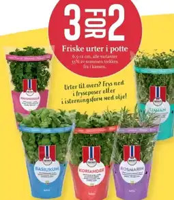 CC Mat Friske urter i potte tilbud