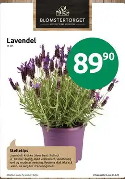 Joker Lavendel tilbud