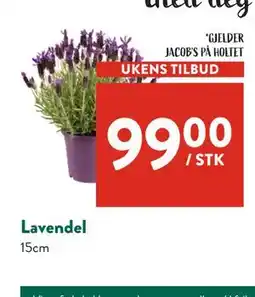Jacobs Lavendel tilbud