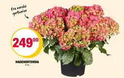 Coop Extra Hagehortensia tilbud