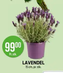 Kiwi LAVENDEL tilbud