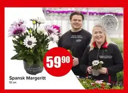 Spar Spansk Margeritt tilbud