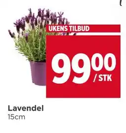 Meny Lavendel tilbud