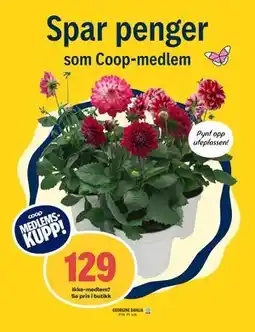 Coop Prix GEORGINE DAHLIA, Medlemspris tilbud