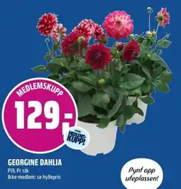 Coop Obs Georgine dahlia tilbud