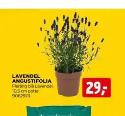 jem & fix LAVENDEL ANGUSTIFOLIA tilbud