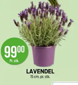 Kiwi Lavendel tilbud