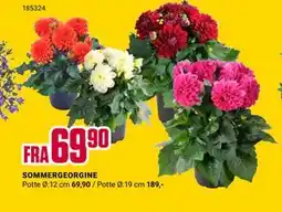 Europris SOMMERGEORGINE tilbud