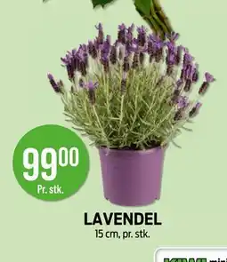 Kiwi LAVENDEL tilbud