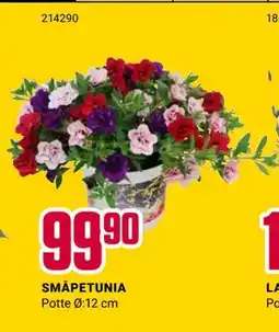 Europris SMÅPETUNIA tilbud