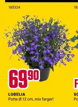 Europris LOBELIA tilbud